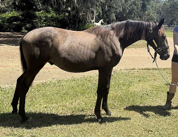 trakehner-sport-horse