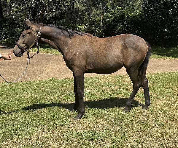 grey-gelding-trakehner-horse