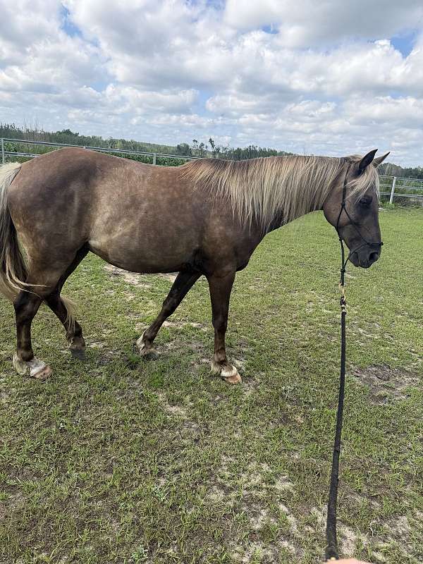 rocky-mountain-horse-for-sale