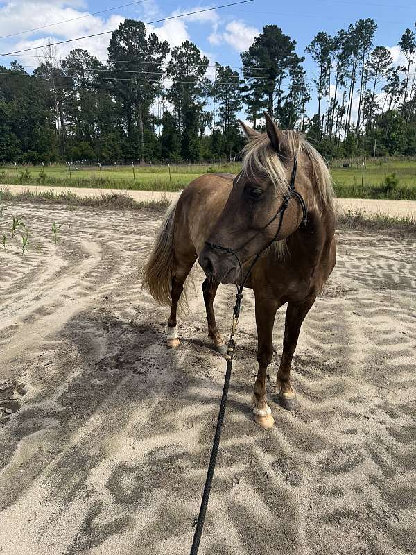 rocky-mountain-gelding