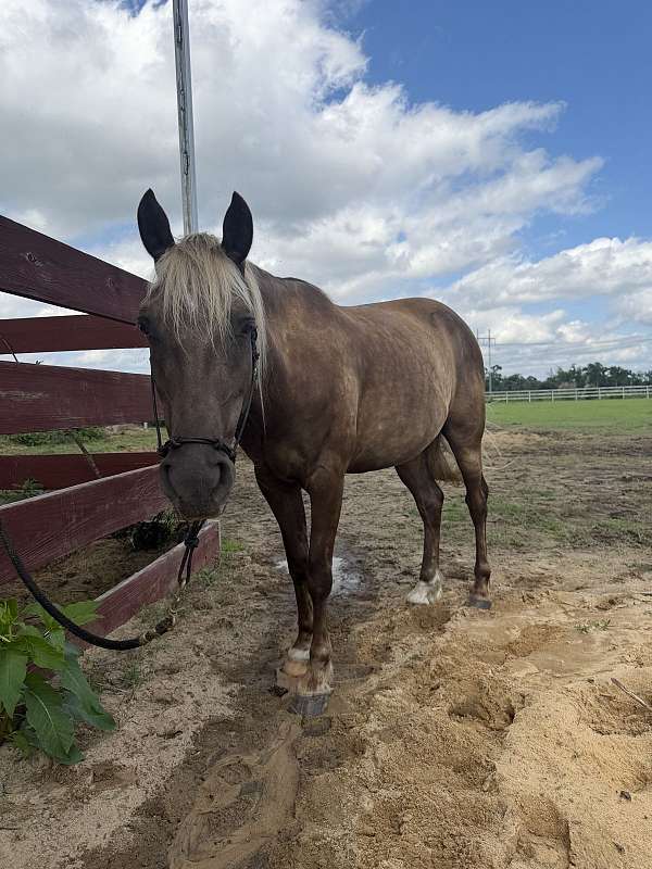 rocky-mountain-horse