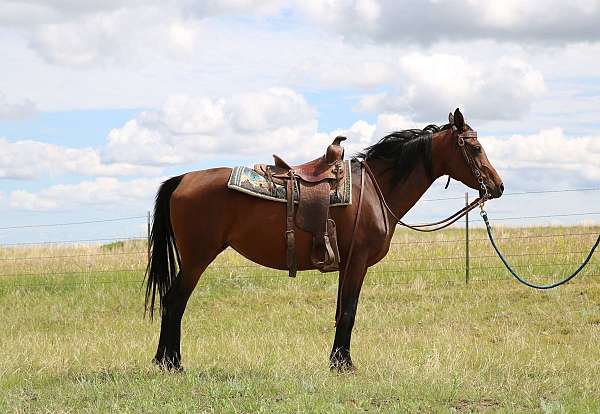 arabian-mare