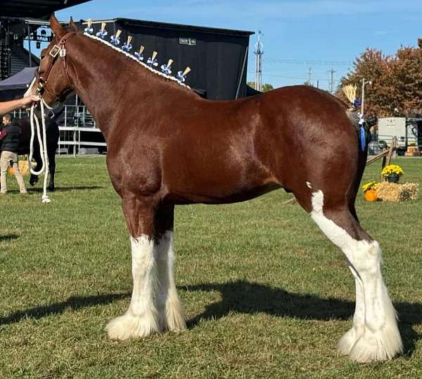 white-body-splashes-horse