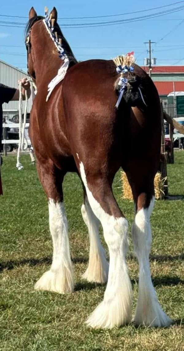 bay-white-body-splashes-horse