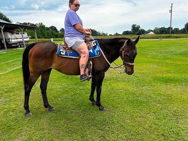beginner-quarter-horse