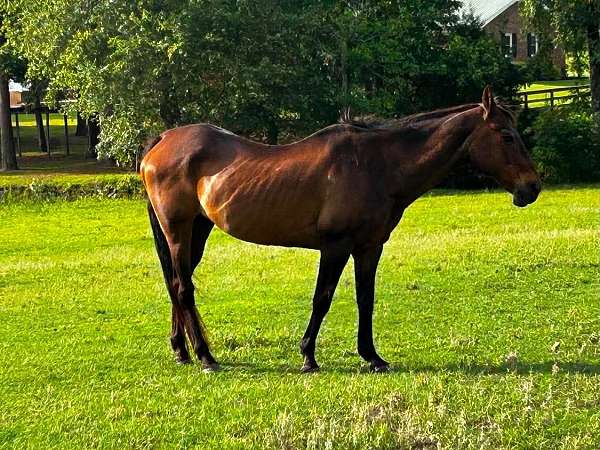 husband-safe-quarter-horse