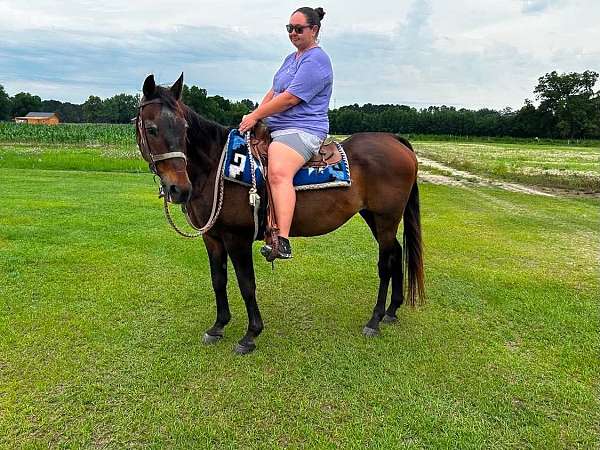 trail-quarter-horse