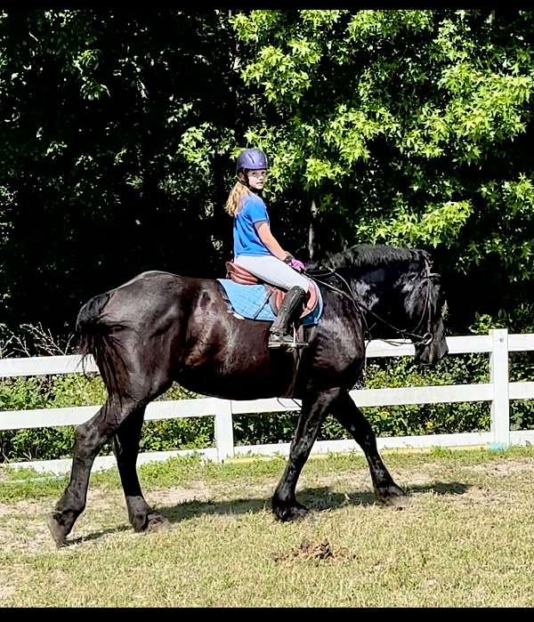 amateur-percheron-horse
