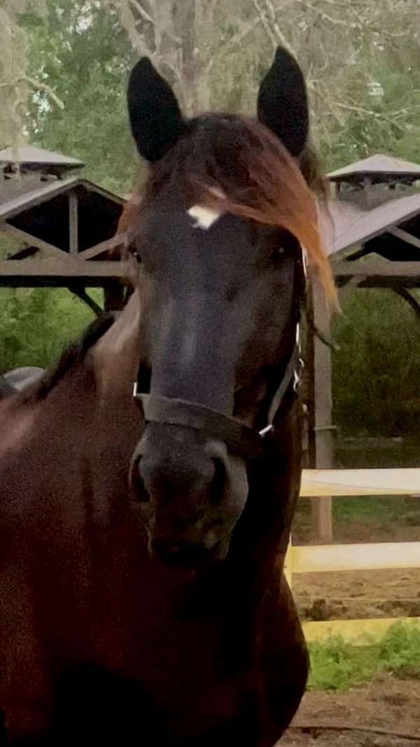 amateur-safe-percheron-horse
