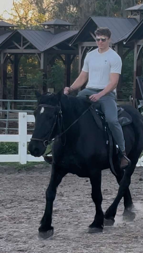 anyone-percheron-horse