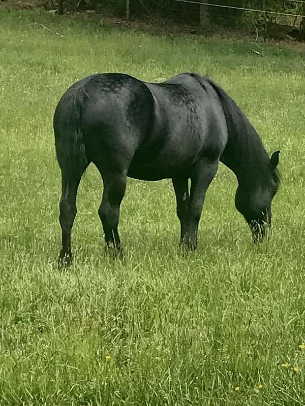 babies-percheron-horse