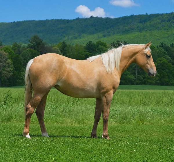 all-around-quarter-horse