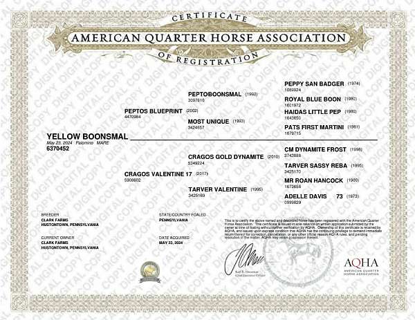 athletic-quarter-horse