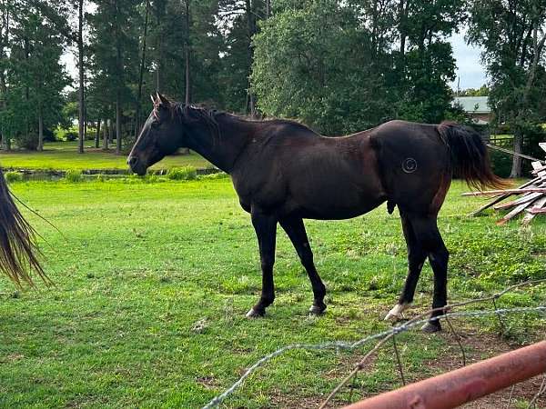 trail-quarter-horse