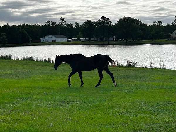 trail-riding-quarter-horse