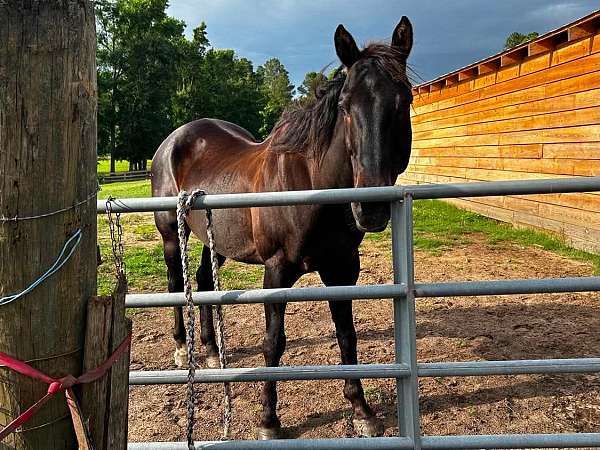 western-riding-quarter-horse