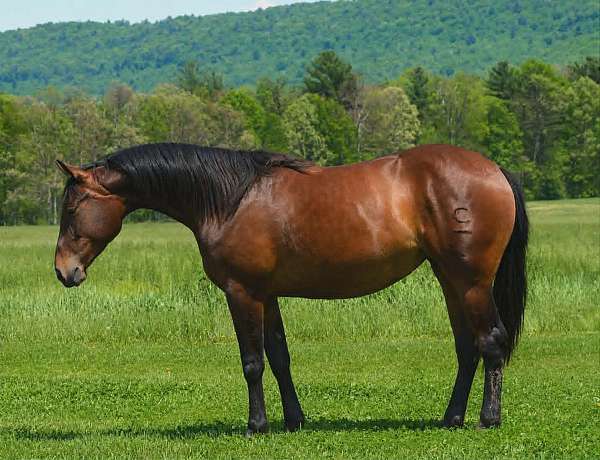 all-around-quarter-horse