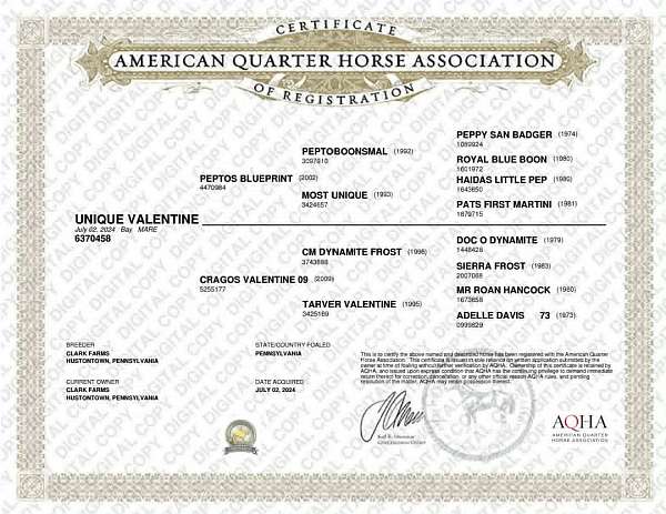 athletic-quarter-horse