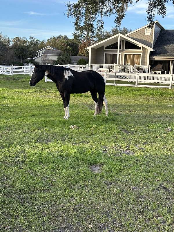 acts-like-a-gelding-paint-horse