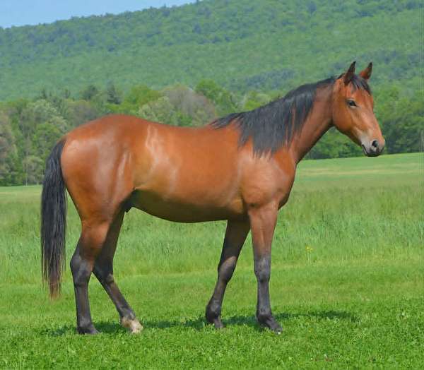 all-around-quarter-horse