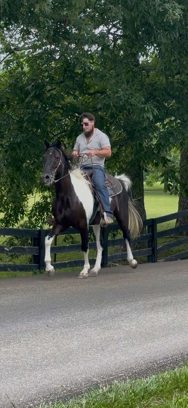 experienced-spotted-saddle-horse