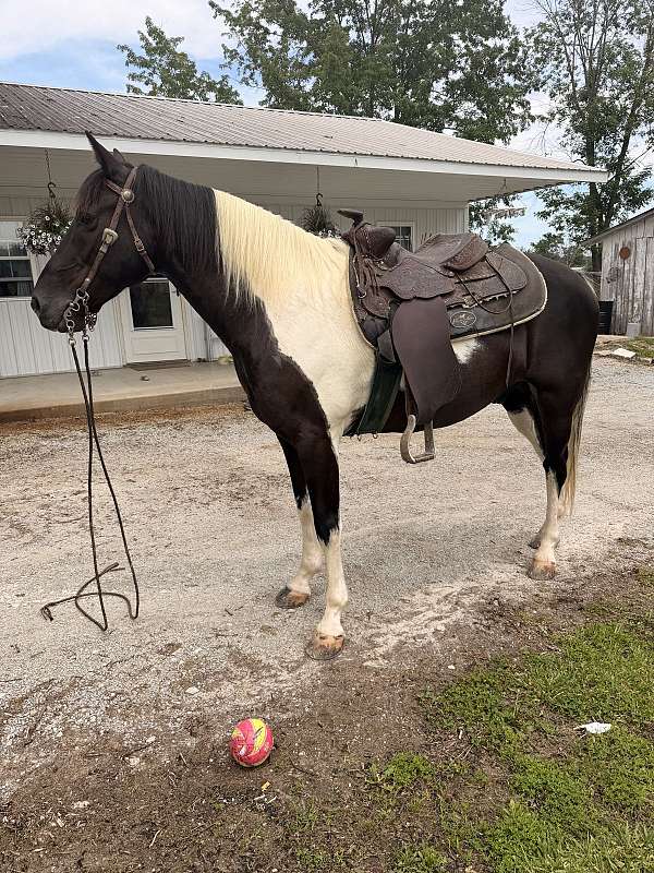 finished-spotted-saddle-horse