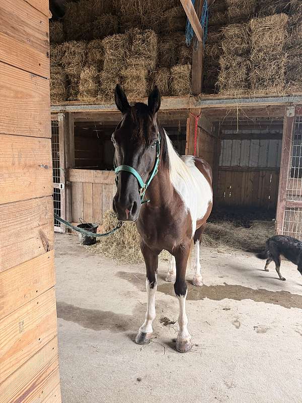 flashy-spotted-saddle-horse