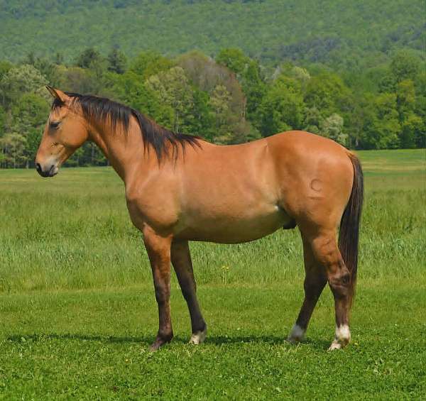 all-around-quarter-horse