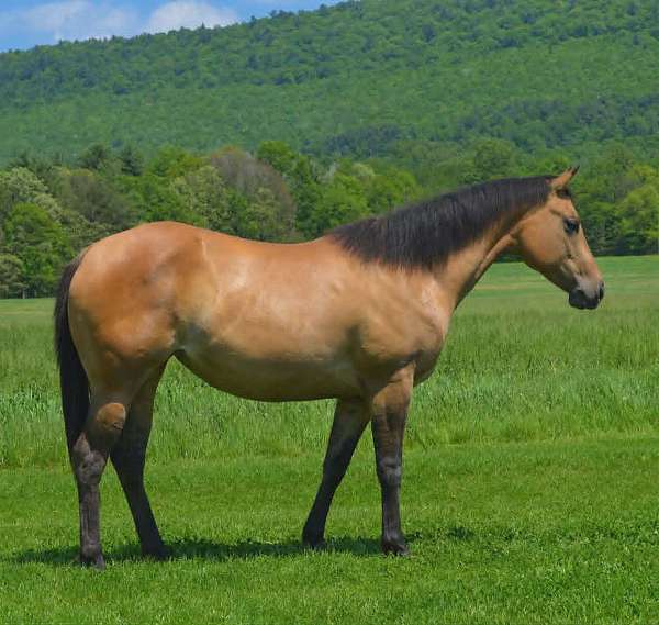 all-around-quarter-horse