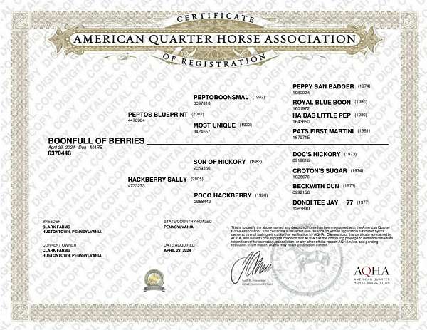 athletic-quarter-horse