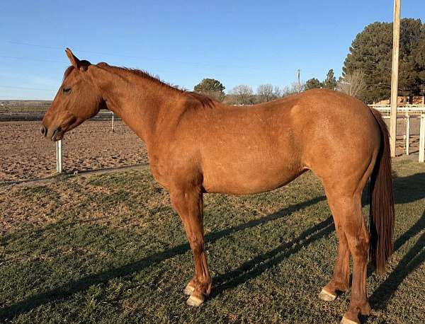 chestnut-quarter-horse-mare