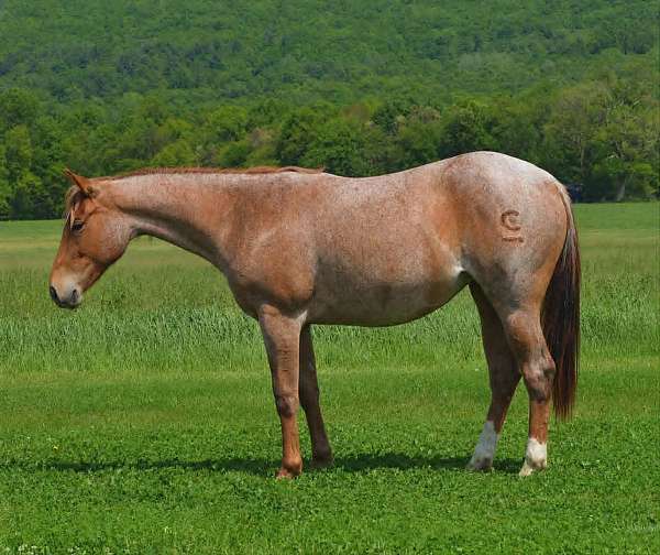 all-around-quarter-horse