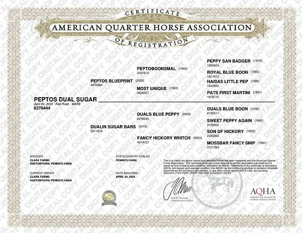 athletic-quarter-horse