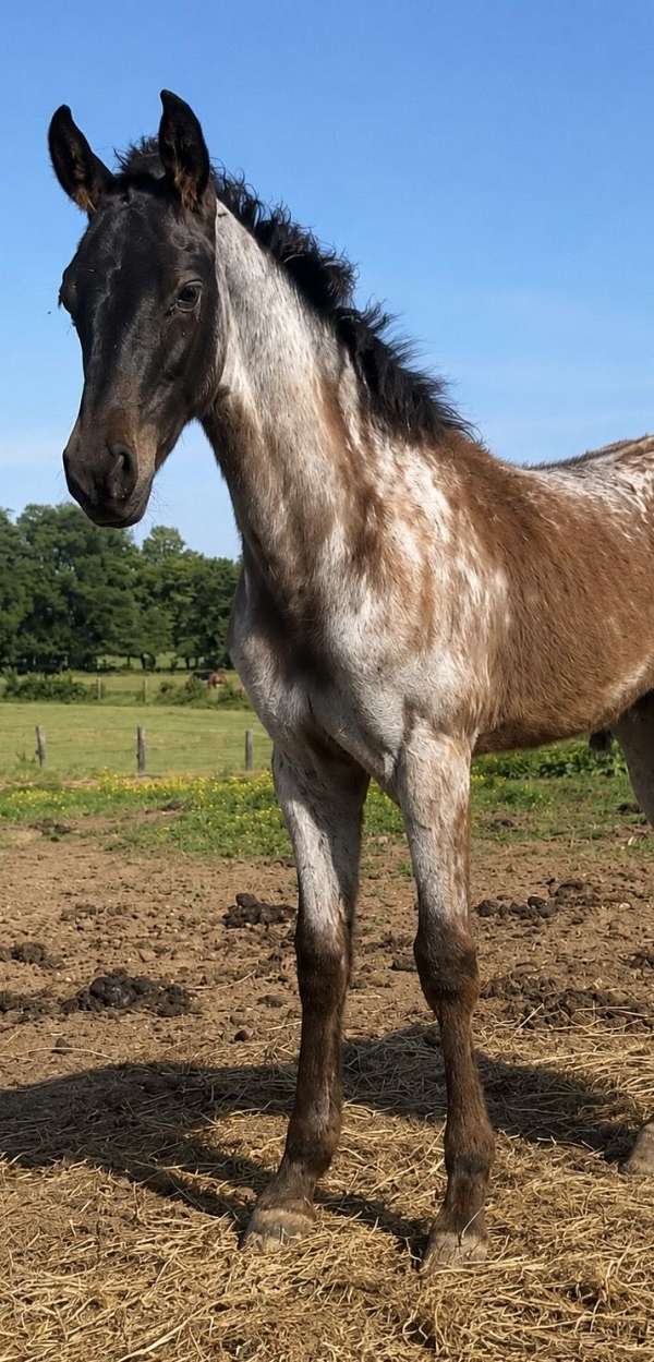 blue-roan-roan-rmha-colt