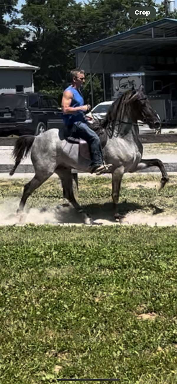 blue-roan-roan-rmha-mare