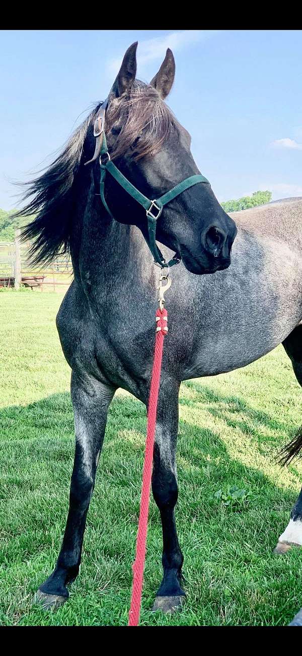 blue-roan-roan-rmha-stallion