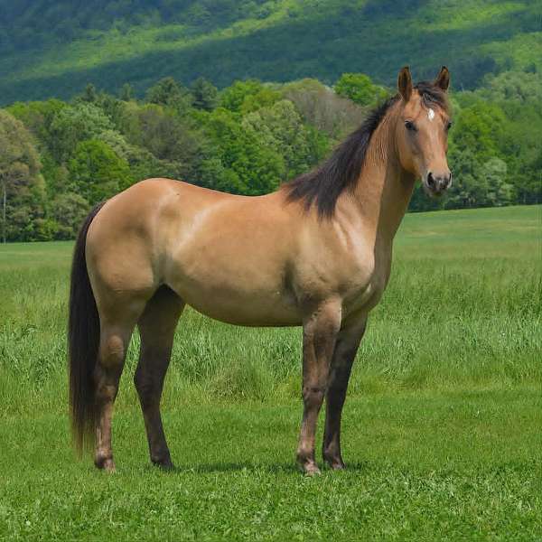 all-around-quarter-horse