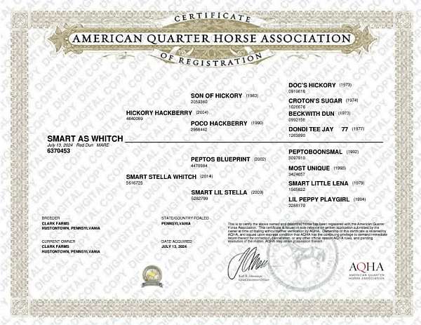 athletic-quarter-horse