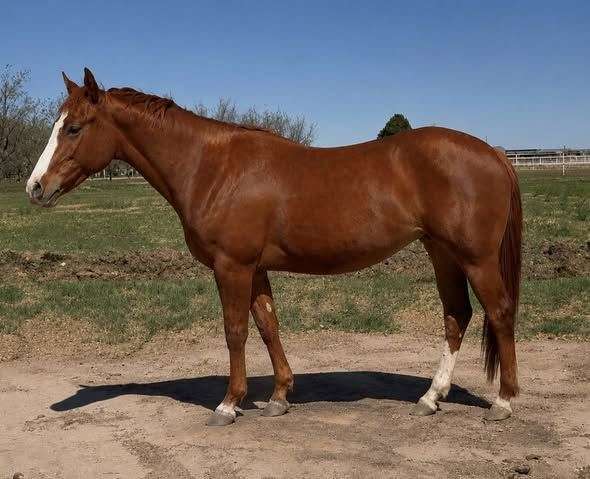 face-strip-horse