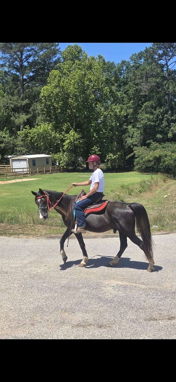 beginner-tennessee-walking-horse