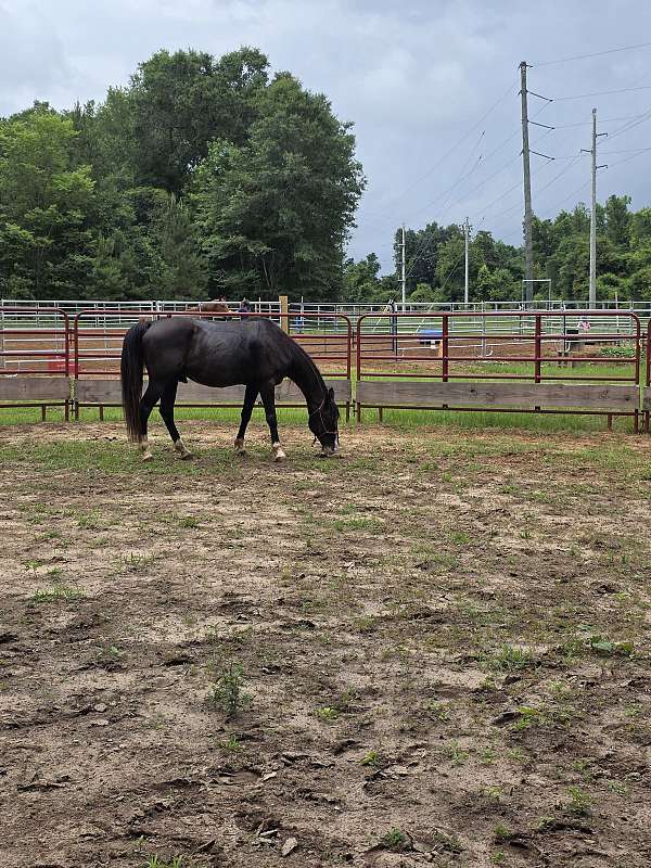 companion-tennessee-walking-horse