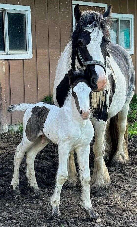 breeding-gypsy-vanner-horse