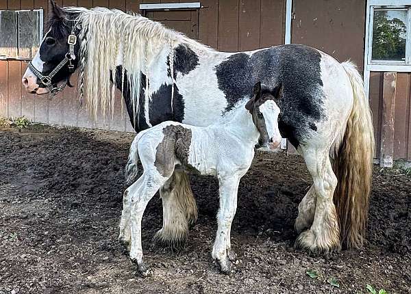 dressage-gypsy-vanner-horse