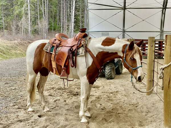 barefoot-half-arabian-horse
