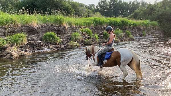 breeders-half-arabian-horse