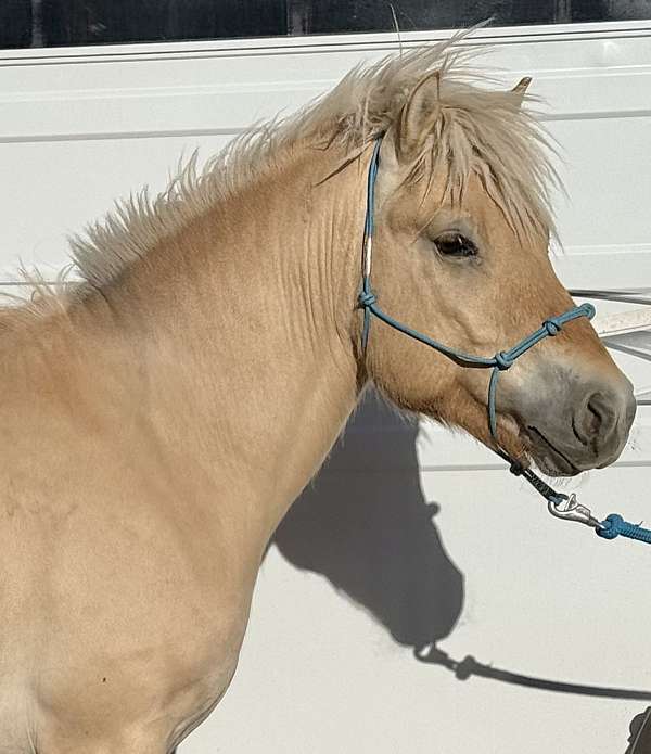 dun-red-dun-fjord-stallion
