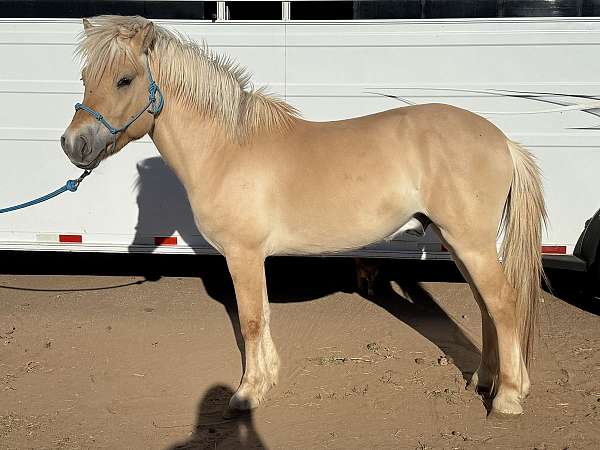 dun-red-dun-fjord-colt