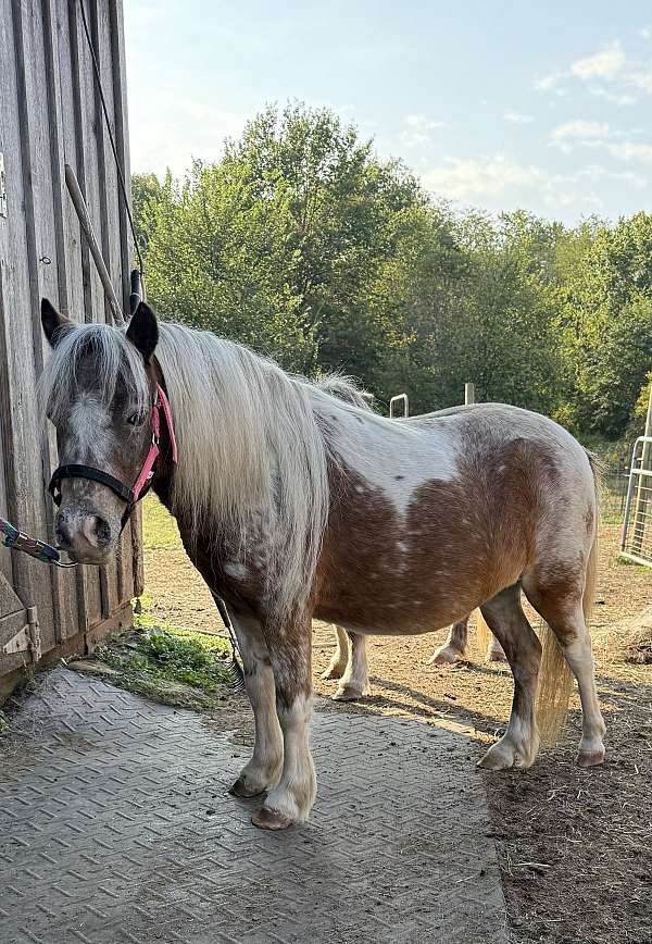 amha-appaloosa-mare-foal