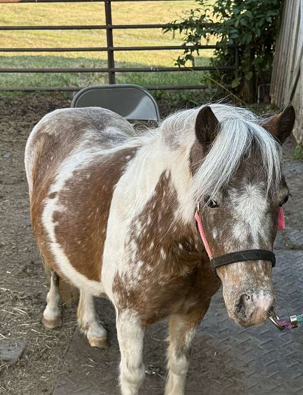 amha-mare-foal