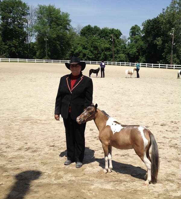 miniature-mare